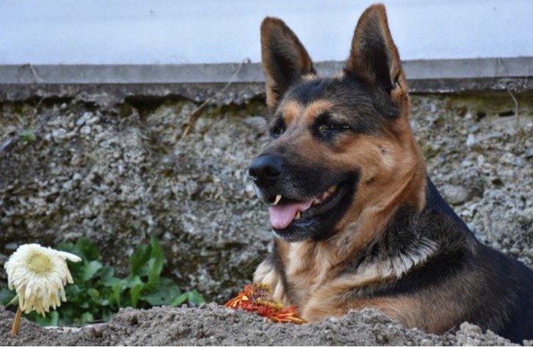 Loyal dog refuses to leave owner’s grave a week after his death ...