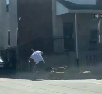 Four dogs maul man after he tried to protect his dog from them (video ...